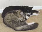 Taylor S (bonded With Kelce), Domestic Shorthair For Adoption In Brandon