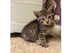 Raygun, Domestic Shorthair For Adoption In Newaygo, Michigan