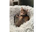 Copper, Domestic Shorthair For Adoption In Nottingham, Maryland
