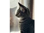 Silver, Domestic Shorthair For Adoption In Nottingham, Maryland
