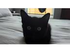 Shiloh, American Shorthair For Adoption In Jemison, Alabama