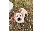 Max, Cairn Terrier For Adoption In Crystal City, Manitoba
