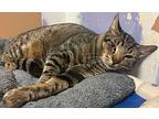 Count Dracula, Domestic Shorthair For Adoption In Ocala, Florida