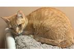 Mavis, Domestic Shorthair For Adoption In Ocala, Florida