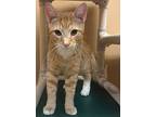 Murray The Mummy, Domestic Shorthair For Adoption In Ocala, Florida