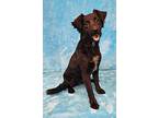 Moonlight, Flat-coated Retriever For Adoption In Lebanon, Connecticut