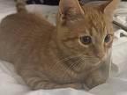 Kitten: Quantico *featured At The Petco In Ellicott City*