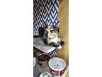 Kitten: Quizy *featured At The Petco In Ellicott City*, Domestic Shorthair For