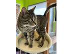 Minnie Mouse, Domestic Shorthair For Adoption In Evansville, Indiana