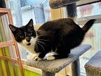 Charles, American Bobtail For Adoption In Evansville, Indiana