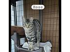 Rose, Domestic Shorthair For Adoption In Mishawaka, Indiana