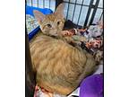 Noble, Domestic Shorthair For Adoption In Mishawaka, Indiana
