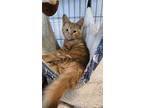 Barnes, Domestic Shorthair For Adoption In Mishawaka, Indiana
