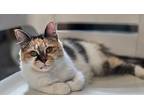 Mum, Domestic Shorthair For Adoption In Mishawaka, Indiana