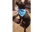 Scarlett, Labrador Retriever For Adoption In Jackson, Tennessee