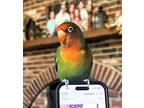 Baby Cakes, Lovebird For Adoption In Ballwin, Missouri