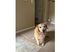 Bristol, Golden Retriever For Adoption In Midlothian, Virginia