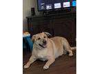 Bella, Labrador Retriever For Adoption In Midlothian, Virginia