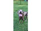 Waldo, Labrador Retriever For Adoption In Midlothian, Virginia