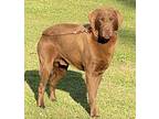 Guage, Labrador Retriever For Adoption In Midlothian, Virginia