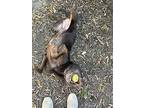 Maddie, Labrador Retriever For Adoption In Midlothian, Virginia
