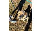 Biscuit, Labrador Retriever For Adoption In Midlothian, Virginia