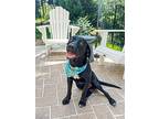 Parker, Labrador Retriever For Adoption In Midlothian, Virginia