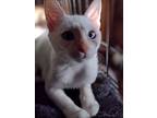 Clyde, Siamese For Adoption In Woodland, California