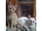 Capote, Domestic Shorthair For Adoption In Woodland, California