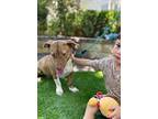 Shannon, Terrier (unknown Type, Medium) For Adoption In New York, New York