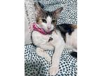 Zoe, Domestic Shorthair For Adoption In Miami, Florida