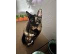 Sahara, Domestic Shorthair For Adoption In Miami, Florida
