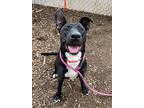 Coraline, Labrador Retriever For Adoption In Lincoln, Nebraska