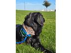 Duckie, Labrador Retriever For Adoption In Sandusky, Ohio