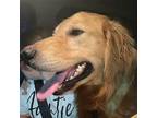 Benson, Golden Retriever For Adoption In Louisville, Kentucky