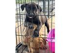 Moon, Labrador Retriever For Adoption In Ocala, Florida