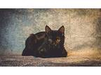 Violet (samira), Domestic Shorthair For Adoption In Clarksville, Tennessee