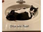 Onyx And Pearl, Domestic Shorthair For Adoption In Leesburg, Virginia