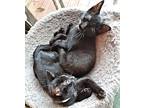Rosebud, Domestic Shorthair For Adoption In Rutherfordton, North Carolina