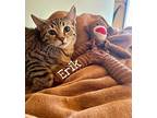 Erik, Domestic Shorthair For Adoption In Ola, Arkansas