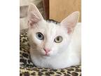 Tiny Dancer, Domestic Shorthair For Adoption In Sunnyvale, California