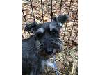 Melony, Schnauzer (miniature) For Adoption In Homer Glen, Illinois