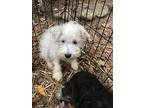 Ziggy, Schnauzer (miniature) For Adoption In Homer Glen, Illinois
