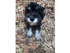 Scout, Schnauzer (miniature) For Adoption In Homer Glen, Illinois
