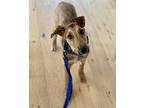 Zac, Airedale Terrier For Adoption In Newport Beach, California