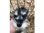 Zoe, Schnauzer (miniature) For Adoption In Homer Glen, Illinois