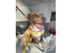 Potato, American Pit Bull Terrier For Adoption In Indianapolis, Indiana
