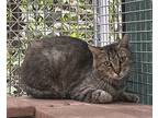 Gudetama, Domestic Shorthair For Adoption In Fresno, California