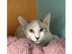 Dale, Domestic Shorthair For Adoption In Fresno, California