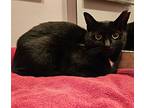 Bingo & Nova, Domestic Shorthair For Adoption In Mount Clemens, Michigan